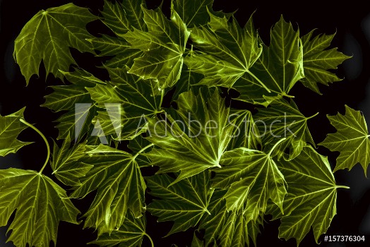Picture of Spring maple leaves on black background - art photo